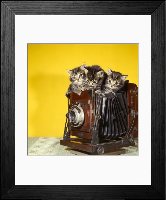 Framed Print : Three tabby kittens on top of an old camera Framed Print : Three tabby kittens on top of an old camera