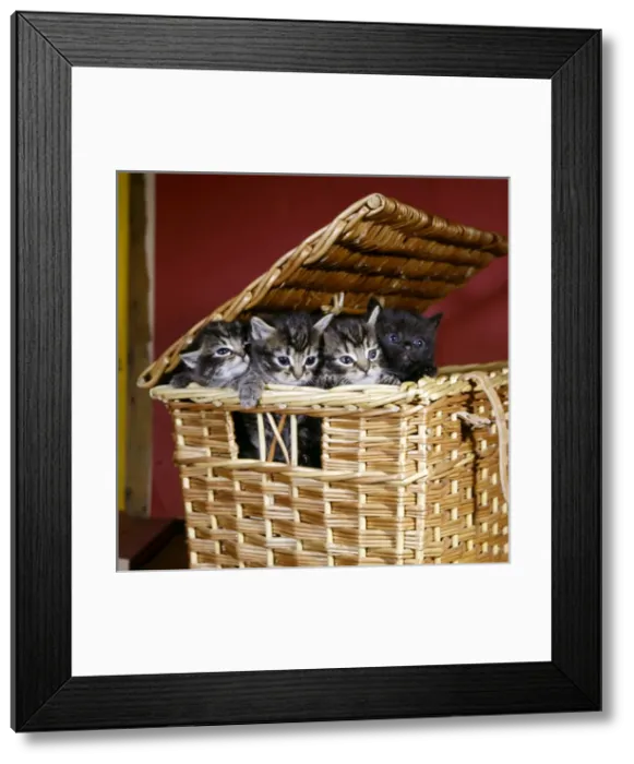 Framed Print : Four kittens inside a basket Framed Print : Four kittens inside a basket