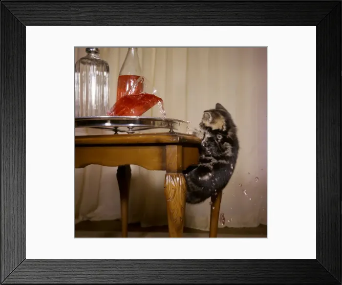 Framed Print : Tabby kitten with drinks tray