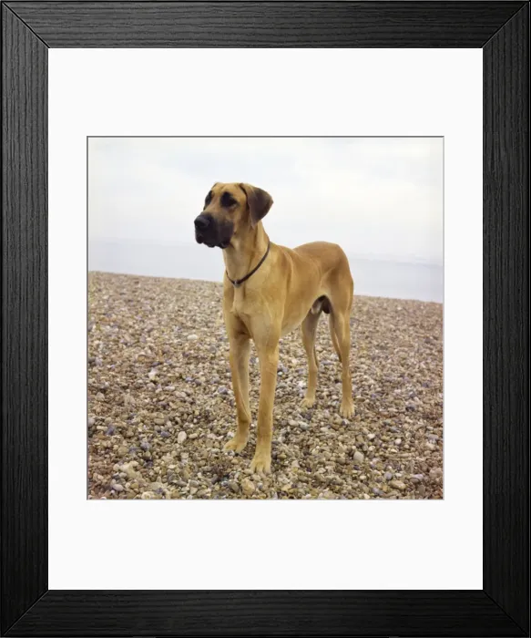 Framed Print : Great Dane on a pebbly beach Framed Print : Great Dane on a pebbly beach