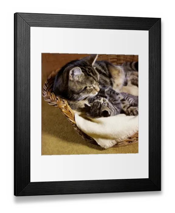 Framed Print : Tabby cat and kitten in basket Framed Print : Tabby cat and kitten in basket