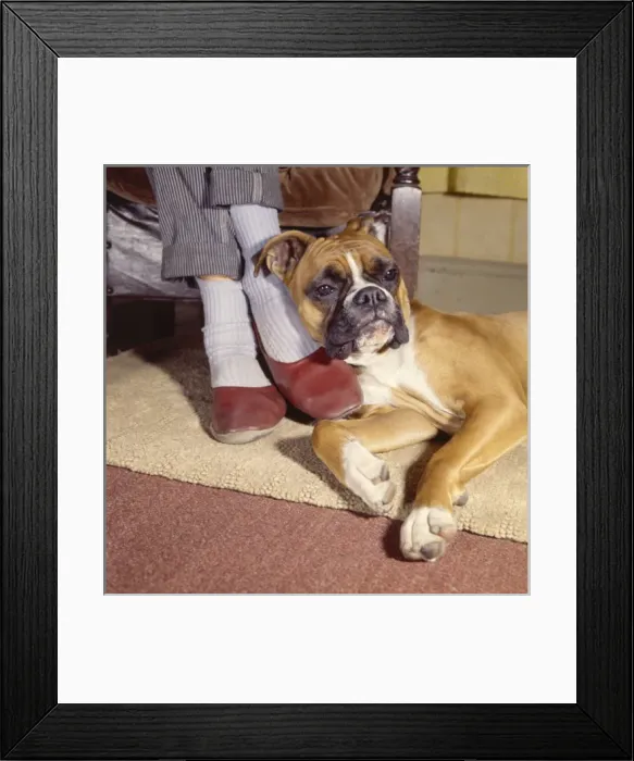 Framed Print : Boxer dog relaxing by Mums feet Framed Print : Boxer dog relaxing by Mums feet