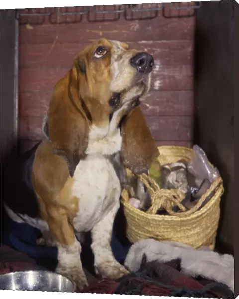 Basset hound with shopping basket