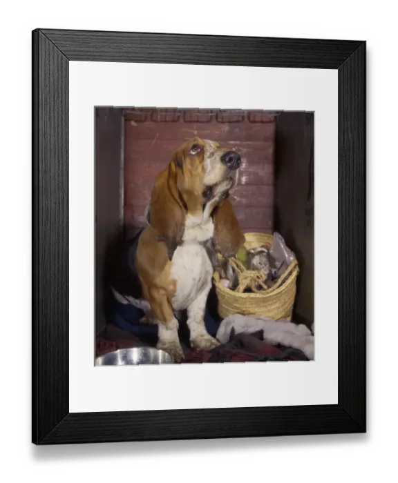 Framed Print : Basset hound with shopping basket Framed Print : Basset hound with shopping basket