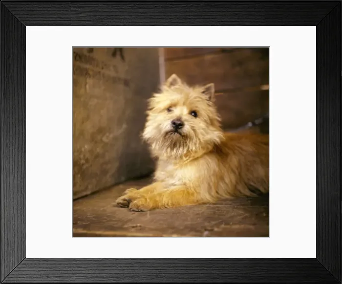 Framed Print : Small terrier at a dog show Framed Print : Small terrier at a dog show