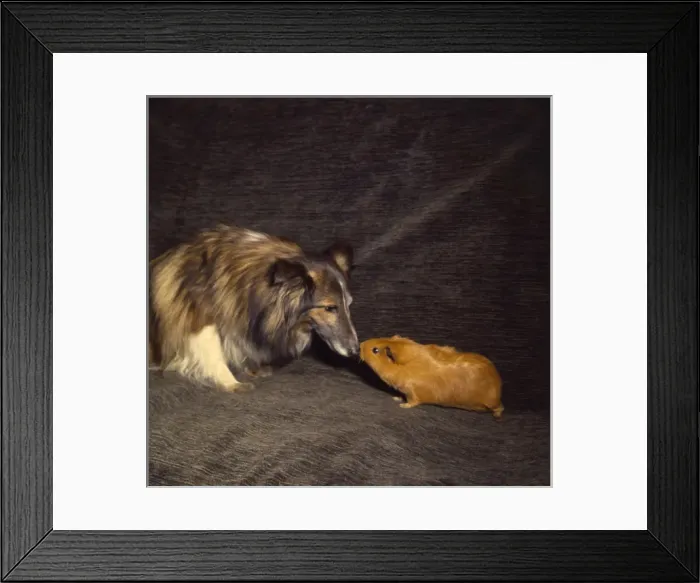 Framed Print : Shetland Collie and guinea pig on a sofa Framed Print : Shetland Collie and guinea pig on a sofa