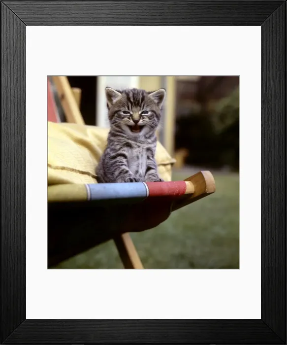 Framed Print : Tabby kitten sitting on a deckchair Framed Print : Tabby kitten sitting on a deckchair