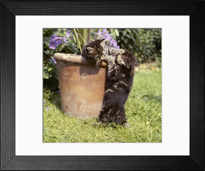 Framed Print : Two tabby kittens with a plantpot Framed Print : Two tabby kittens with a plantpot