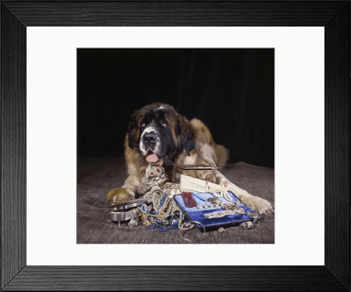 Framed Print : Saint Bernard dog with a pile of jewellery Framed Print : Saint Bernard dog with a pile of jewellery