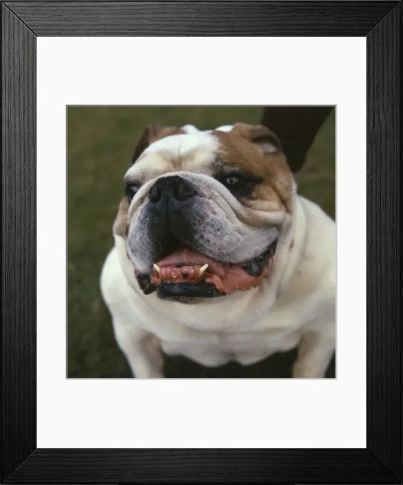 Framed Print : Closeup of a bulldog Framed Print : Closeup of a bulldog