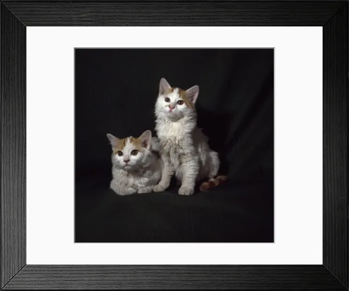 Framed Print : Two kittens with pink ears Framed Print : Two kittens with pink ears