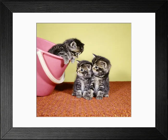 Framed Print : Three tabby kittens with a pink bucket Framed Print : Three tabby kittens with a pink bucket
