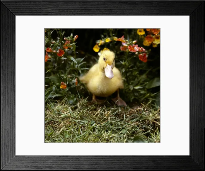Framed Print : Yellow duckling in a garden Framed Print : Yellow duckling in a garden