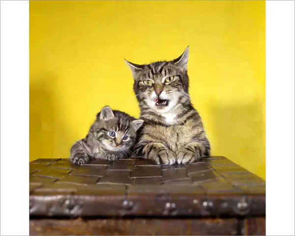 Tabby cat and kitten with yellow background