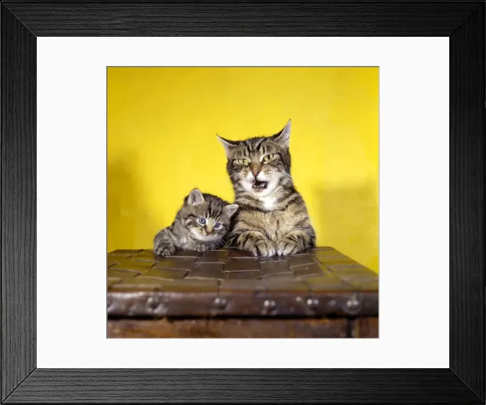 Framed Print : Tabby cat and kitten with yellow background Framed Print : Tabby cat and kitten with yellow background