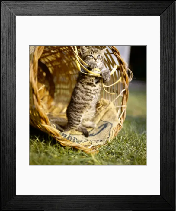 Framed Print : Tabby kitten playing inside a basket Framed Print : Tabby kitten playing inside a basket
