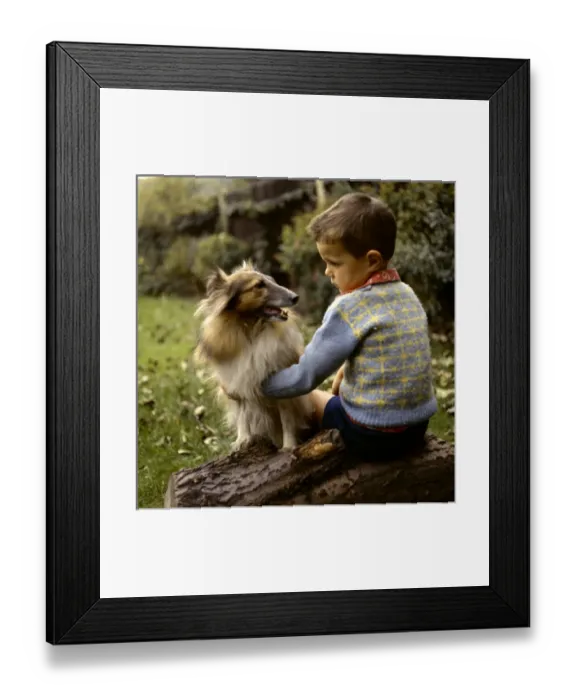 Framed Print : Little boy with Collie dog in a garden Framed Print : Little boy with Collie dog in a garden