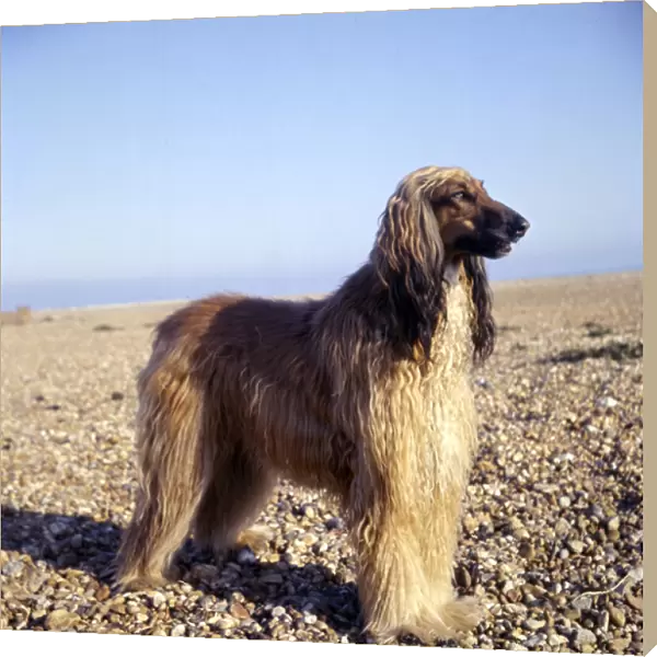 Afghan hound on a pebbly beach