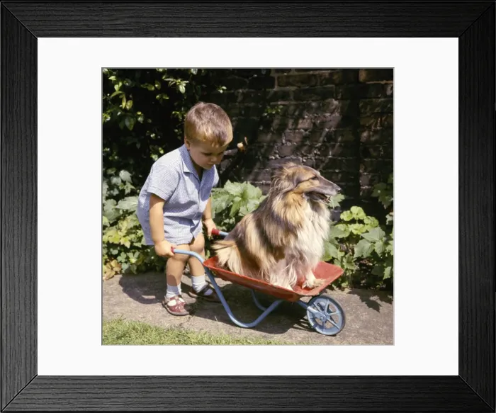 Framed Print : Little boy with Collie dog in wheelbarrow Framed Print : Little boy with Collie dog in wheelbarrow