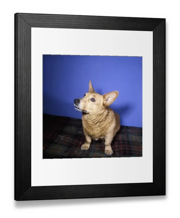 Framed Print : Corgi dog on tartan rug Framed Print : Corgi dog on tartan rug
