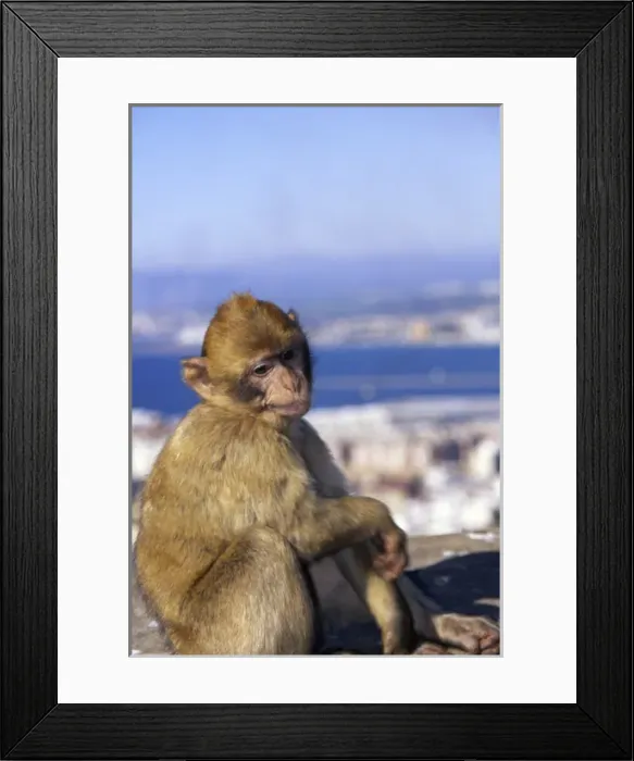 Framed Print : Monkey, possibly on the island of Gibraltar Framed Print : Monkey, possibly on the island of Gibraltar