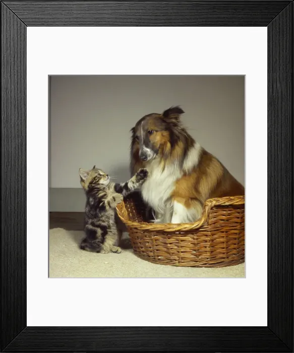 Framed Print : Tabby kitten with a Collie dog Framed Print : Tabby kitten with a Collie dog