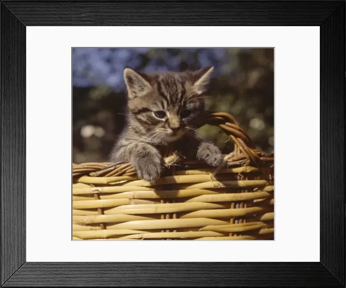 Framed Print : Tabby kitten looking out of a basket Framed Print : Tabby kitten looking out of a basket