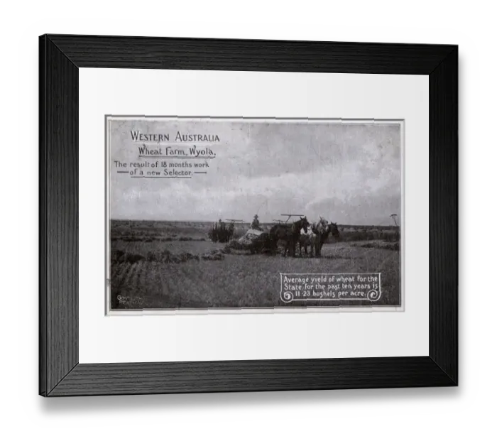 Framed Print : Western Australia Wheat Farm - Wyola - Harvesters at work Framed Print : Western Australia Wheat Farm - Wyola - Harvesters at work