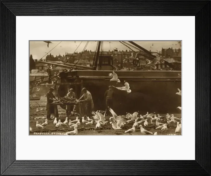 Framed Print : Seagulls - St. Ives Harbour, Cornwall - Fishermen and catch Framed Print : Seagulls - St. Ives Harbour, Cornwall - Fishermen and catch