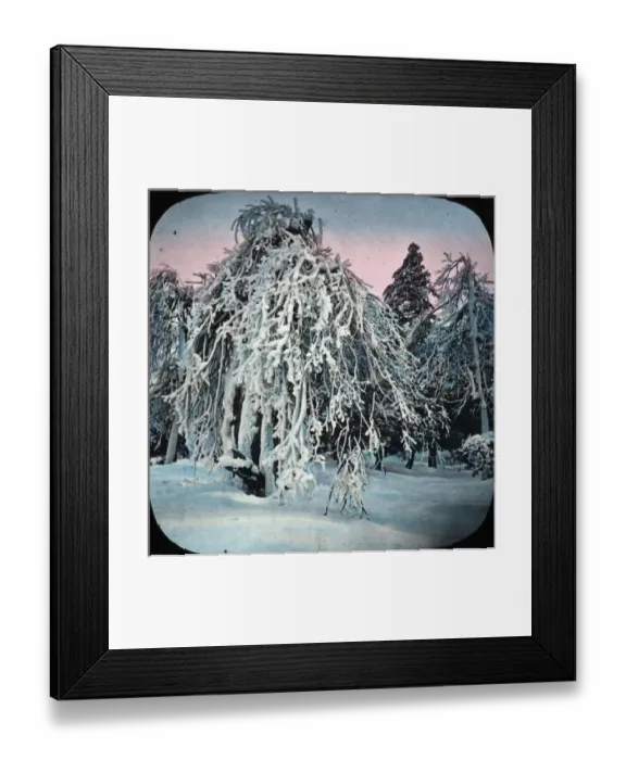 Framed Print : Frozen Trees - Prospect Park, Niagara, NY State, USA Framed Print : Frozen Trees - Prospect Park, Niagara, NY State, USA