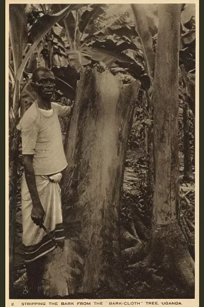 Stripping the bark from the barkcloth tree, Uganda