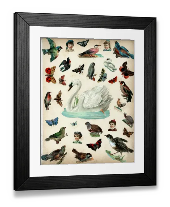 Framed Print : Victorian Scraps - Page of Birds and Insects Framed Print : Victorian Scraps - Page of Birds and Insects