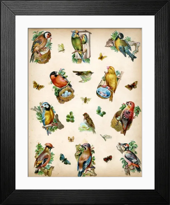 Framed Print : Victorian Scraps - Page of Birds and Insects Framed Print : Victorian Scraps - Page of Birds and Insects