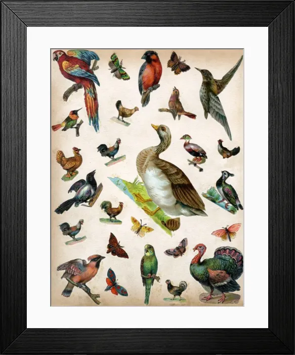 Framed Print : Victorian Scraps - Page of Birds and Insects Framed Print : Victorian Scraps - Page of Birds and Insects