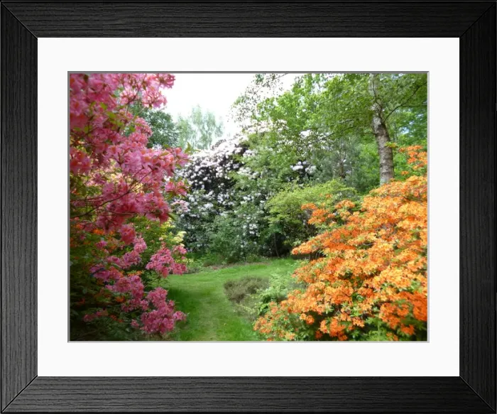 Framed Print : Munstead Wood and Gardens - home of Gertrude Jekyll Framed Print : Munstead Wood and Gardens - home of Gertrude Jekyll