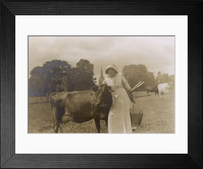 Framed Print : Milkmaid and cow, Madresfield, Worcestershire, WW1 Framed Print : Milkmaid and cow, Madresfield, Worcestershire, WW1