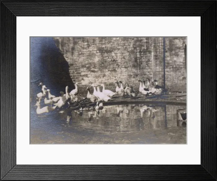 Framed Print : Duck pond with ducks, Madresfield, Worcestershire Framed Print : Duck pond with ducks, Madresfield, Worcestershire