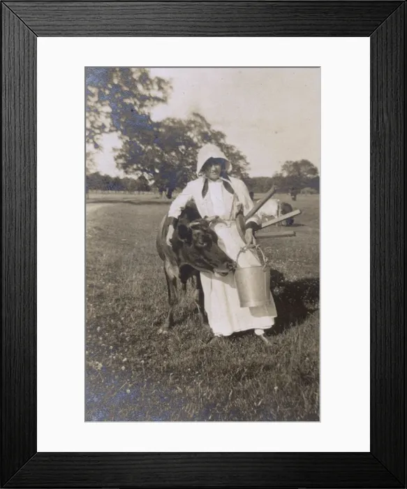 Framed Print : Milkmaid and cow, Madresfield, Worcestershire, WW1 Framed Print : Milkmaid and cow, Madresfield, Worcestershire, WW1