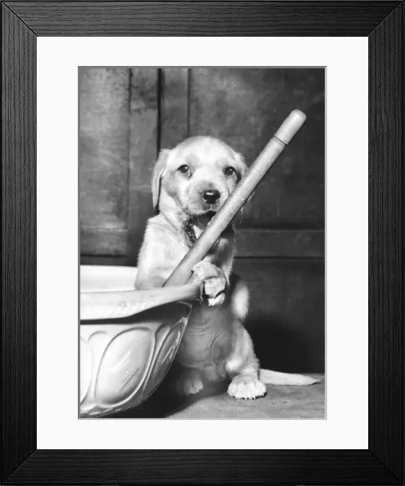 Framed Print : Susi - licking the spoon Framed Print : Susi - licking the spoon