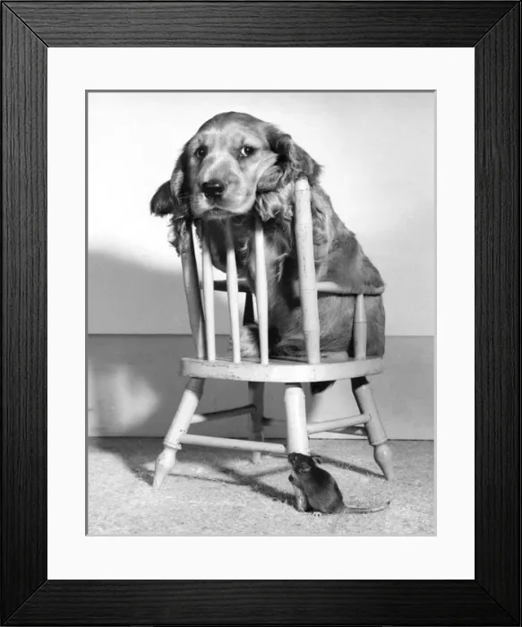 Framed Print : Susi - on chair, with mouse below Framed Print : Susi - on chair, with mouse below