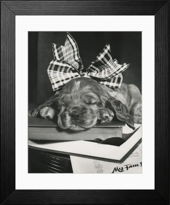 Framed Print : Susi - in a large ribbon Framed Print : Susi - in a large ribbon