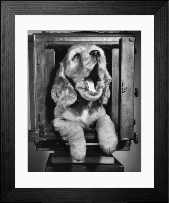 Framed Print : Susi - inside a large camera Framed Print : Susi - inside a large camera