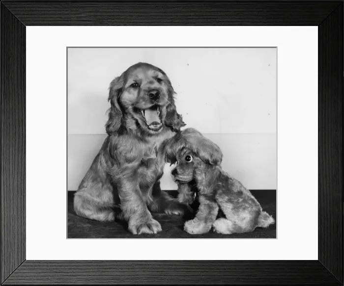 Framed Print : Susi - with toy spaniel Framed Print : Susi - with toy spaniel