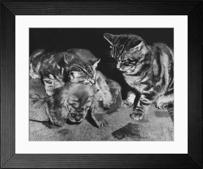 Framed Print : Susi - with tabby cat and kitten Framed Print : Susi - with tabby cat and kitten