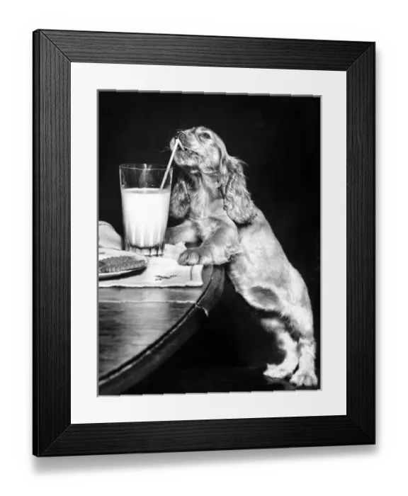 Framed Print : Susi - drinking through a straw Framed Print : Susi - drinking through a straw