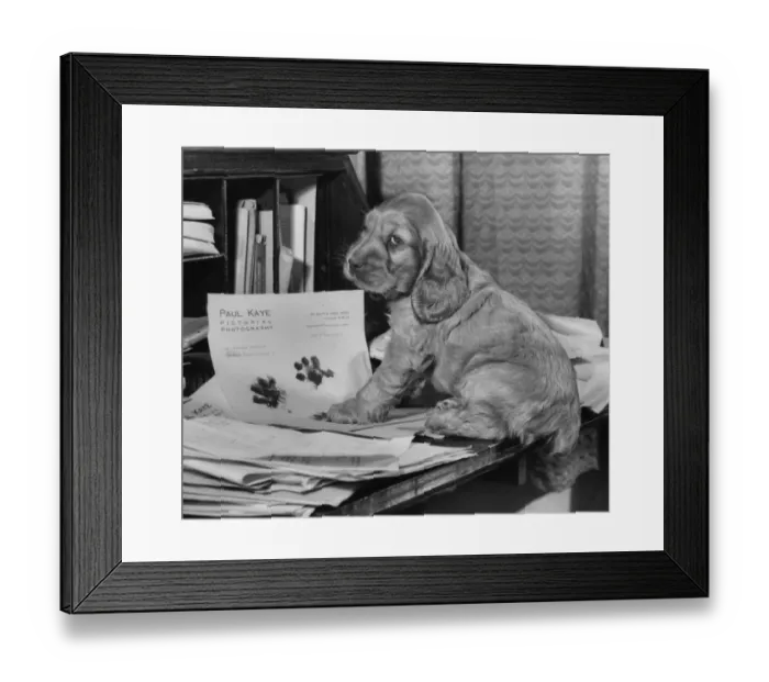 Framed Print : Susi - on a writing desk Framed Print : Susi - on a writing desk