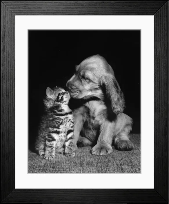 Framed Print : Susi - kissing a kitten Framed Print : Susi - kissing a kitten