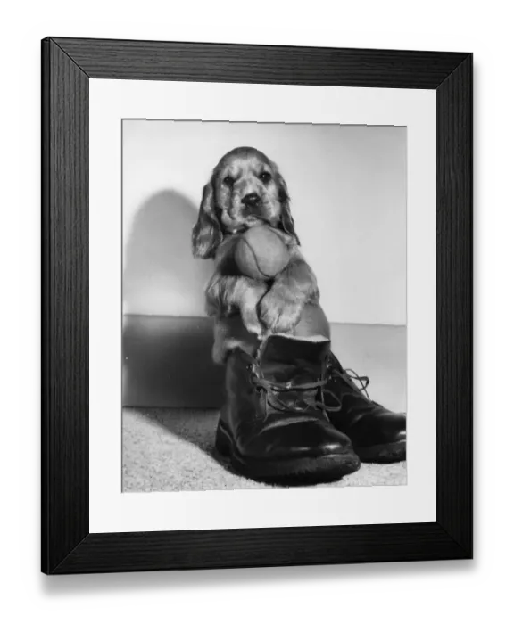 Framed Print : Susi - sitting in a boot Framed Print : Susi - sitting in a boot