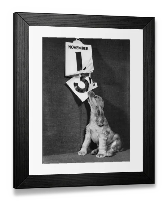 Framed Print : Susi - with calendar Framed Print : Susi - with calendar