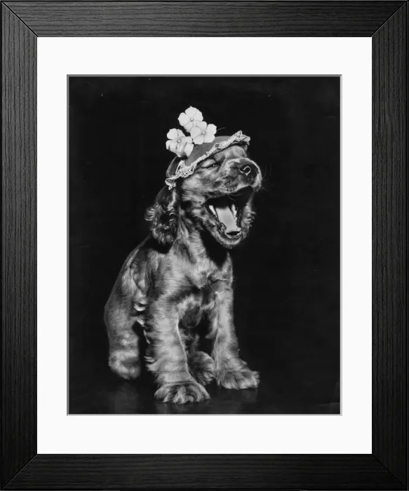 Framed Print : Susi - yawning Framed Print : Susi - yawning